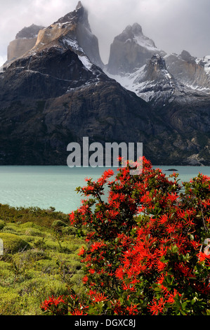 Chilean Firebush (Notro) with Torres del Paine mountains, Patagonia, Chile, South America Stock Photo