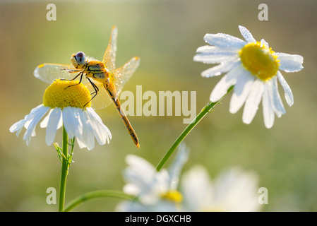 Darter (Sympetrum) on chamomile flower (Matricaria recutita)
