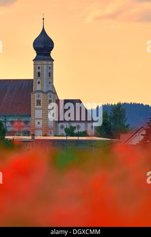 Poppy field in front of the parish church of St. Stephanus, Pfaffenhausen, Lower Allgaeu, Swabia, Bavaria Stock Photo