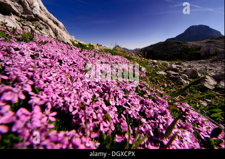 Rock Soapwort (Saponaria ocymoides) in front of panorama with peaks, Warth, Vorarlberg, Austria, Europe Stock Photo