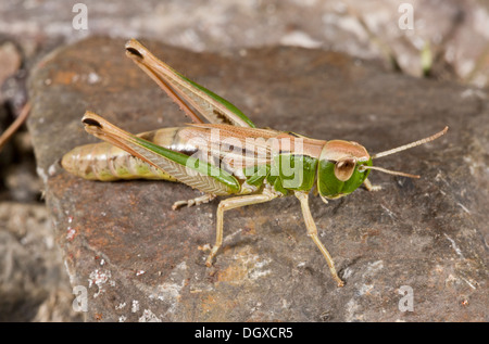 Meadow Grasshopper, chorthippus parallelus - widespread and common species in grassland. Stock Photo