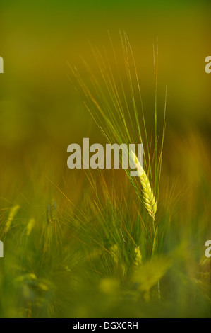 Single barley spike (Hordeum vulgare) in a barley field Stock Photo