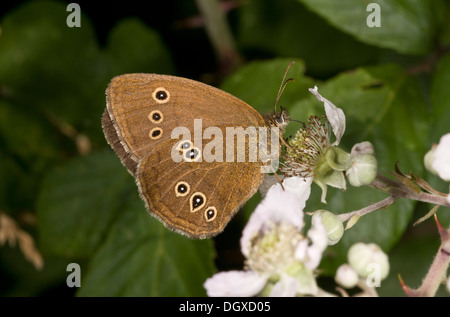 Female Ringlet butterfly, Aphantopus hyperantus, feeding on bramble flowers Stock Photo