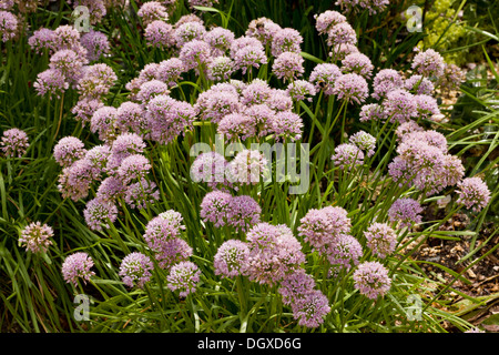 Mouse Garlic, Allium angulosum in flower, garden plant. Stock Photo
