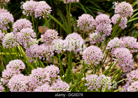 Mouse Garlic, Allium angulosum in flower, garden plant, with meadow brown and bumble bee. Stock Photo