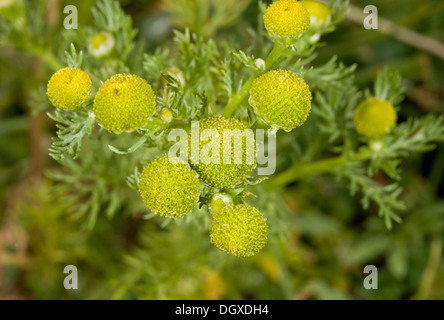 Pineapple Weed, Matricaria discoidea (= M. matricarioides) in flower. Common weed. Stock Photo