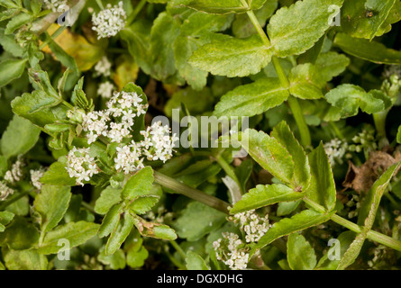 Fool's-water-cress, Apium nodiflorum in flower. Poisonous. Dorset. Stock Photo