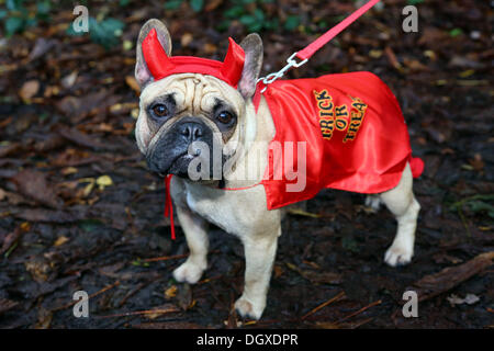 London, UK. 27th October 2013. Buffy the French Bulldog dressed up in a Demon costume with devil horns at the All Dogs Matter Halloween Fancy Dress Dog Walk, Hampstead Heath, London Credit:  Paul Brown/Alamy Live News Stock Photo