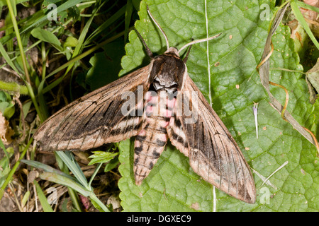 Privet Hawk-moth, Sphinx ligustri in garden, Hants. Stock Photo