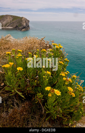 Golden-samphire, Inula crithmoides on the Dorset coast at Lulworth Cove. Stock Photo