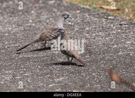 Zebra dove foraging on ground in The Seychelles Stock Photo