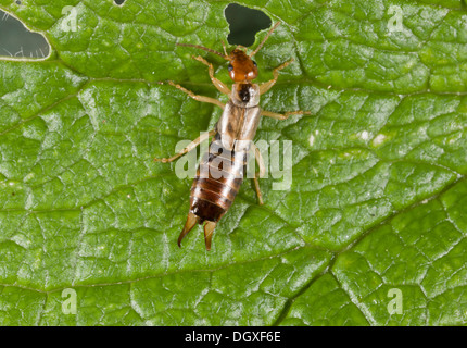 Common Earwig, Forficula auricularia female. Common garden insect. Stock Photo