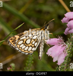 Large Chequered Skipper, Heteropterus morpheus, feeding on Cross-leaved heath. Heathland, Normandy, France. Stock Photo