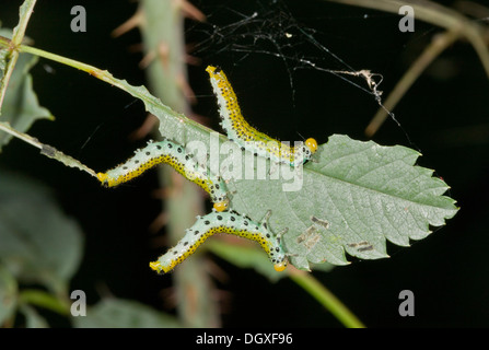 Larvae of Large Rose Sawfly Arge pagana on rose leaf, garden, Dorset. Stock Photo
