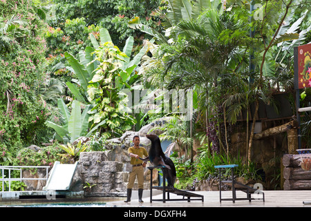 Trainer and sea lion performing during a show at Zoo Negara, National Zoo of Malaysia Stock Photo