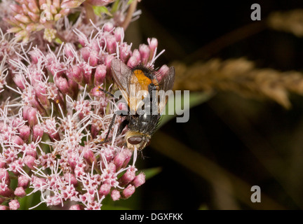 A parasitic fly, Tachina fera or similar; parasitic on butterflies and moths. Stock Photo
