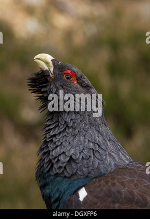 A capercaillie close up Stock Photo