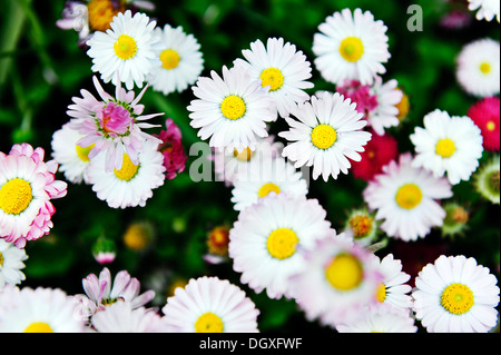 Daisies (Bellis perennis) on a flower meadow