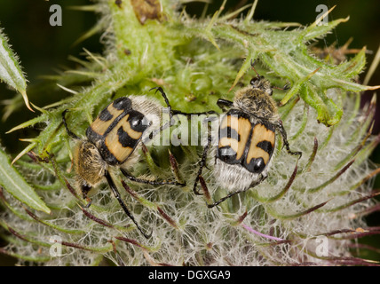 Bee Beetle / Bee Chafers, Trichius fasciatus feeding on Woolly Thistle. Rare in UK. Stock Photo