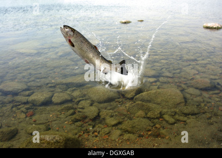 jumping out from water on white background trout Stock Photo