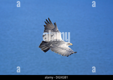 Black-chested Buzzard-eagle (Geranoaetus melanoleucus) Stock Photo