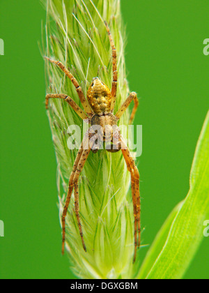 Philodromid crab spider or running crab spider (Philodromus aureolus) Stock Photo