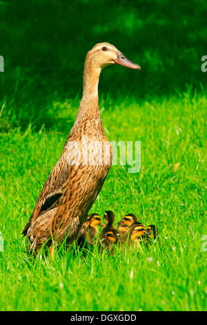 Indian runner duck (Anas platyrhynchos f. domestica) with ducklings Stock Photo