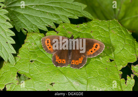 Arran Brown butterfly, Erebia ligea, basking on leaf, Auvergne. Stock Photo