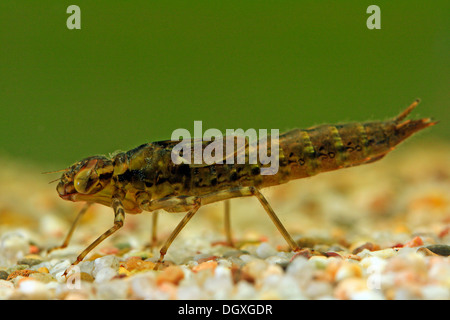 Dragonfly larva Stock Photo