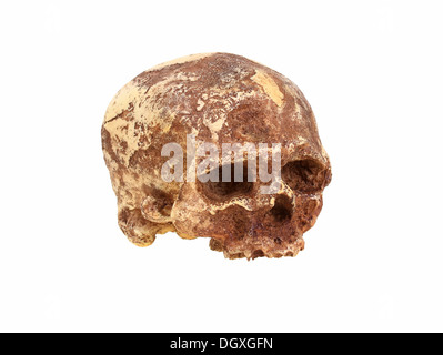 Replica skull of Cro magnon, Homo sapiens, evolution of human species Stock Photo