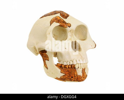 Replica skull of Australopithecus afarensis, Lucy, evolution of human species Stock Photo