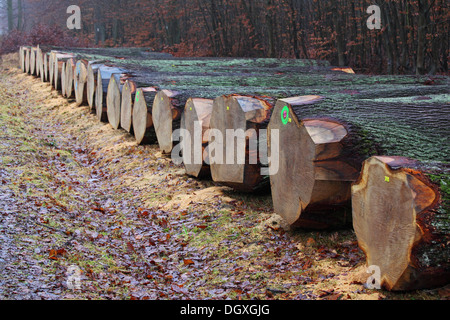 Valuable oak trunks, oak veneer, lying on a forest path ready for auction, Krodorf forest, Hesse Stock Photo