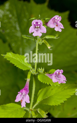 Large-flowered Calamint, Calamintha grandiflora in flower; Auvergne. Stock Photo