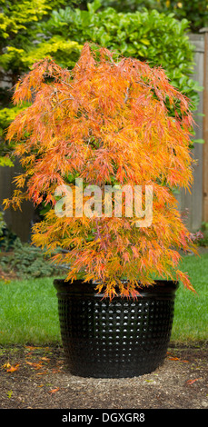 Vertical photo of small Japanese Maple Tree in large black pot with evergreen trees and wooden fence in background Stock Photo