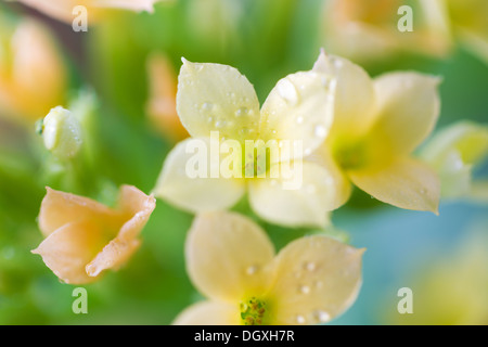 Marco shot with shallow depth of field, focus on the stigma part of center, of blooming yellow flower with water droplets Stock Photo
