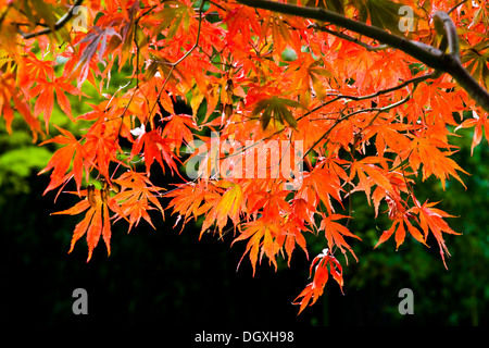 Autumn colour maple leaves Stock Photo