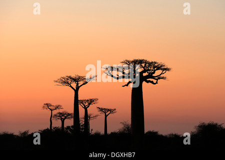 Grandidier's Baobab (Adansonia grandidieri), silhouette of trees at dawn, Morondava, Madagascar, Africa Stock Photo