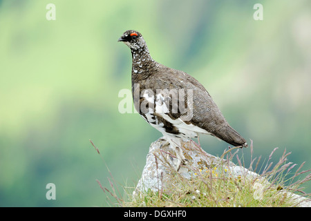 Ptarmigan or Rock Ptarmigan (Lagopus muta), male, summer plumage, perched on rock, Niederhorn, Bernese Oberland, Switzerland