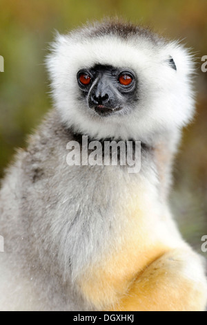 Portrait, Diademed Sifaka (Propithecus diadema), Madagascar, Africa Stock Photo