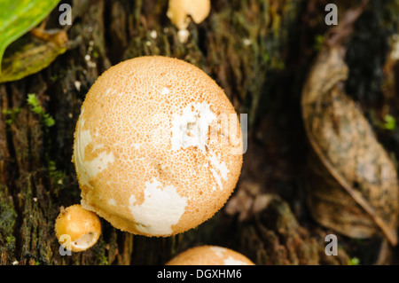 Puffball mushrooms growing on a tree Stock Photo - Alamy