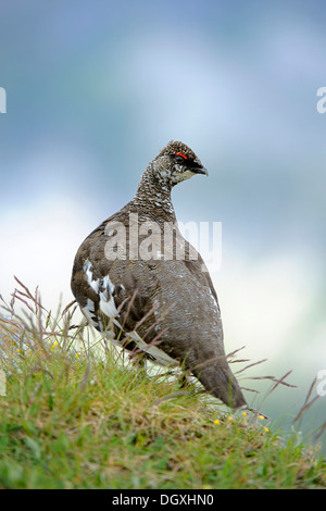 Ptarmigan or Rock Ptarmigan (Lagopus muta), male, summer plumage, perched on rock, Niederhorn, Bernese Oberland, Switzerland