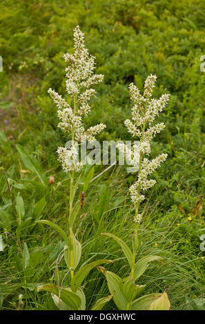 White False Helleborine, Veratrum album in flower in high pastures, Auvergne. Stock Photo