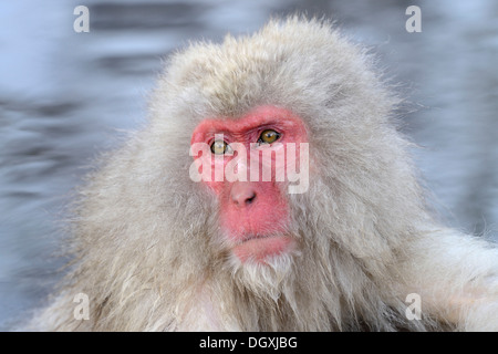 Japanese Macaque or Snow Monkey (Macaca fuscata), portrait, Affenpark Jigokudani, Nagano Präfektur, Japan Stock Photo