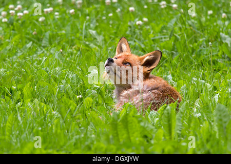 Red Fox (Vulpes vulpes) Stock Photo
