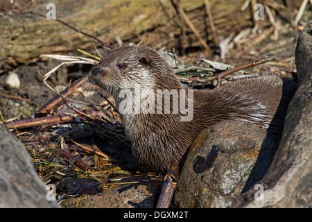 European otter in winter / Lutra lutra Stock Photo