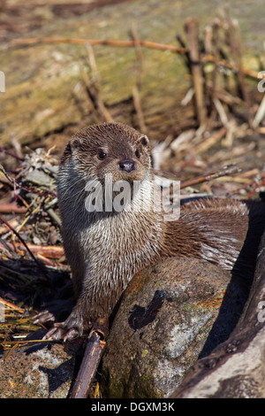 European otter in winter / Lutra lutra Stock Photo