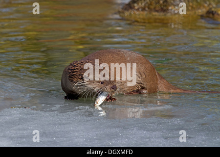 European otter in winter / Lutra lutra Stock Photo