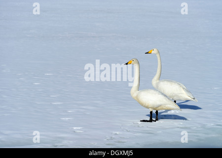 A pair of whooper swans (Cygnus cygnus) standing on a frozen lake, Kussharo Lake, Kawayu Onsen, Hokkaido, Japan Stock Photo