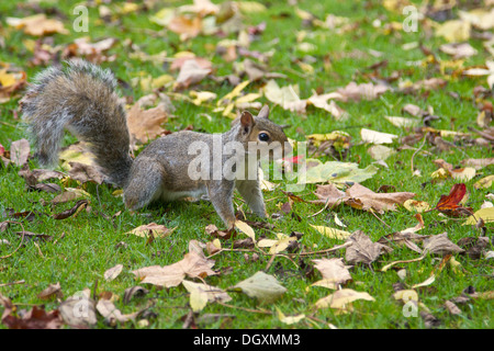 A grey squirrel amongst autumnal fallen leaves. Stock Photo