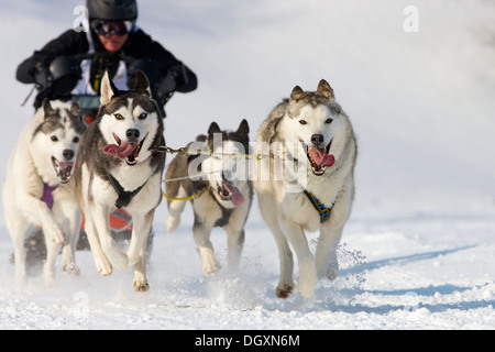 Sled dog race on snow, in Lenk, Bern, Switzerland, Europe Stock Photo